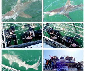 Daily Blog: 04 September 2023 | Shark Cage Diving in South Africa