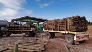 Quality and Durable Pine Poles