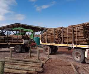 Quality and Durable Pine Poles