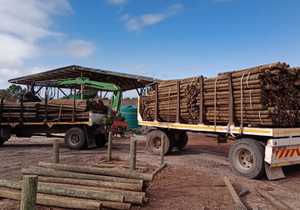 Quality and Durable Pine Poles