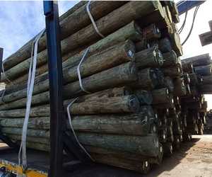 Pine Pole Trellising