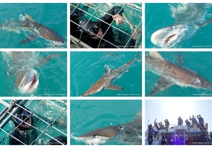 Daily Blog: 12 September 2023 | Shark Cage Diving in South Africa