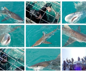 Daily Blog: 12 September 2023 | Shark Cage Diving in South Africa