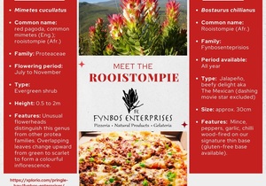 Meet the Rooistompie