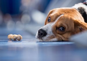 Poison Emergency Treatment for Dogs