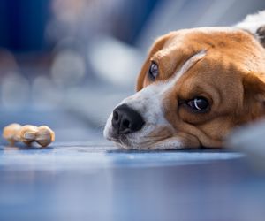 Poison Emergency Treatment for Dogs