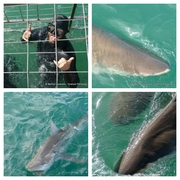 Daily Blog: 19 September 2023 | Shark Cage Diving in South Africa