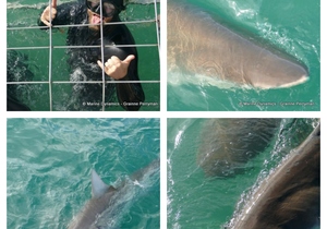 Daily Blog: 19 September 2023 | Shark Cage Diving in South Africa