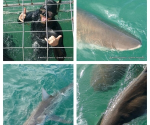 Daily Blog: 19 September 2023 | Shark Cage Diving in South Africa
