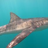 Shark Cage Diving - White Shark Projects - Xplorio™ Gansbaai