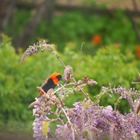Birdwatching - Foxy House - Xplorio™ Gansbaai