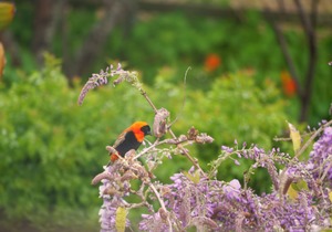 Birdwatching in Baardskeerdersbos