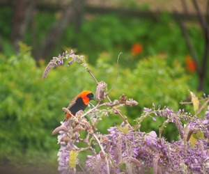 Birdwatching in Baardskeerdersbos