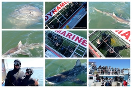 Daily Blog: 02 October 2023 | Shark Cage Diving in South Africa