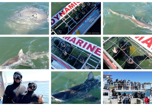 Daily Blog: 02 October 2023 | Shark Cage Diving in South Africa