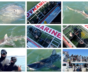 Daily Blog: 02 October 2023 | Shark Cage Diving in South Africa