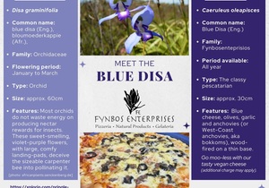 Meet the Blue Disa Pizza