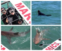Daily Blog: 10 October 2023 | Shark Cage Diving in South Africa
