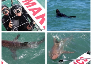 Daily Blog: 10 October 2023 | Shark Cage Diving in South Africa