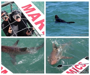 Daily Blog: 10 October 2023 | Shark Cage Diving in South Africa