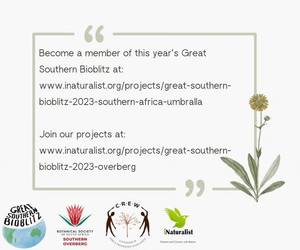 Great Southern Bioblitz