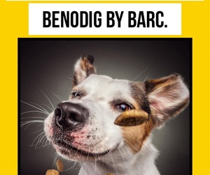 Dog and Cat Food Needed