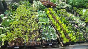 New Arrivals: Vegetables