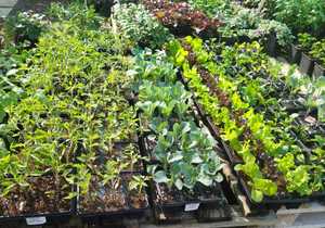 New Arrivals: Vegetables