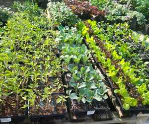 New Arrivals: Vegetables