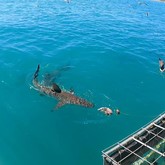 Perfect Day - Cape Shark Adventures - Xplorio™ Gansbaai