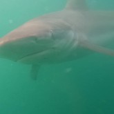 Bronzie - Cape Shark Adventures - Xplorio™ Gansbaai
