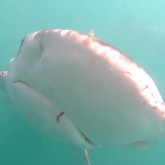 Shark Close-up - Cape Shark Adventures - Xplorio™ Gansbaai