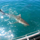 Shark - Cape Shark Adventures - Xplorio™ Gansbaai