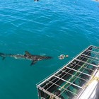 Shark - Cape Shark Adventures - Xplorio™ Gansbaai