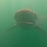 Smirk - Cape Shark Adventures - Xplorio™ Gansbaai