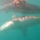 Two Bronzies - Cape Shark Adventures - Xplorio™ Gansbaai