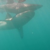Two Bronzies - Cape Shark Adventures - Xplorio™ Gansbaai