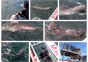Daily Blog: 18 October 2023 | Shark Cage Diving in South Africa