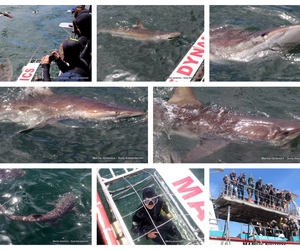 Daily Blog: 18 October 2023 | Shark Cage Diving in South Africa