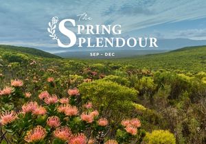 Introducing Spring Splendour