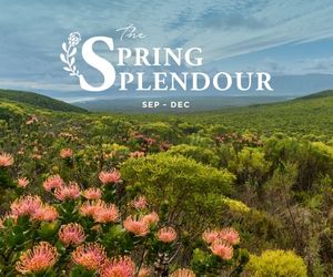 Introducing Spring Splendour