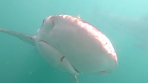 Close-up Footage of Bronze Whaler Sharks