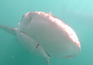 Close-up Footage of Bronze Whaler Sharks