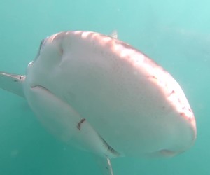 Close-up Footage of Bronze Whaler Sharks