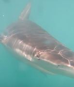Curious Bronze Whaler Shark