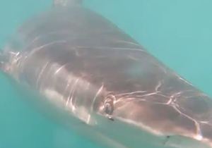 Curious Bronze Whaler Shark