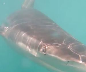 Curious Bronze Whaler Shark
