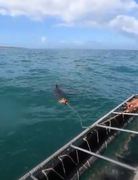 Shark Cage Diving in Gansbaai