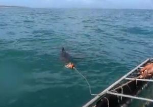 Shark Cage Diving in Gansbaai