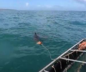 Shark Cage Diving in Gansbaai